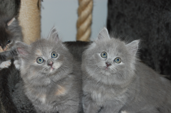 DSC_0240 (2).jpg600.jpg